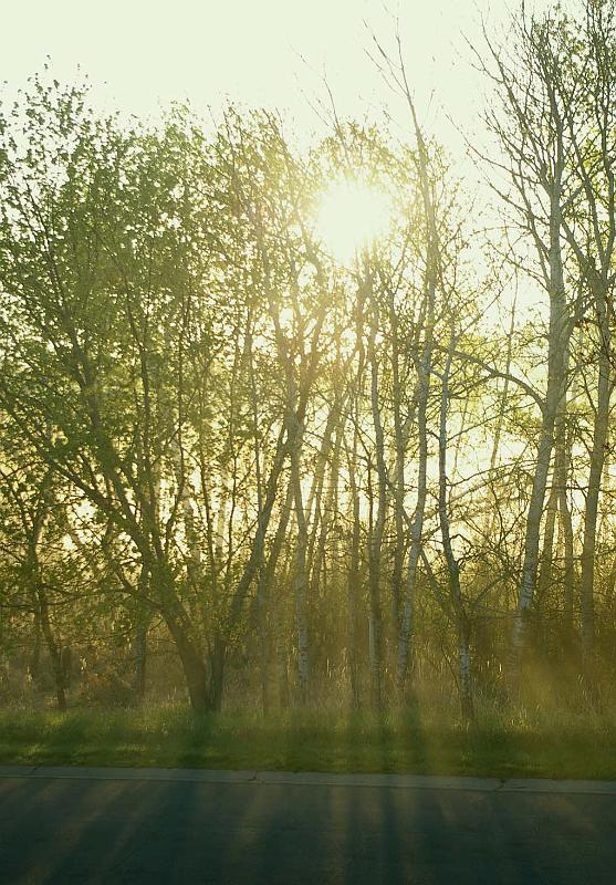 Morning Aspens.JPG